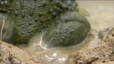 ð¥ Dad bullfrog saves his tadpoles by connecting a drying pond to a bigger one