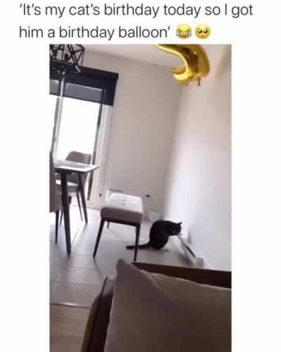 Cat enjoying with his birthday balloon.