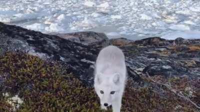 Vicious attack by a young wild White Arctic Fox - camera barely makes it out in one piece