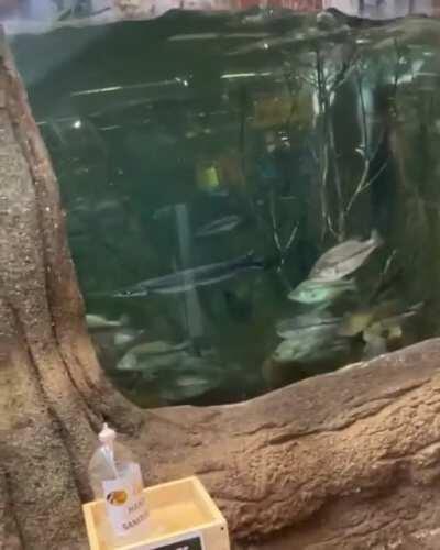 HMB while I go swimming at Bass Pro Shop