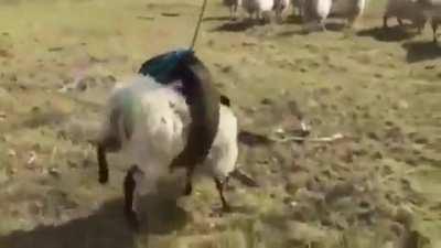 When you try to innovate at a big legacy organisation