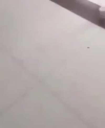 Could you bee any more stupid?