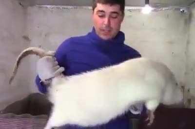 Large Rat that supposedly eats cats