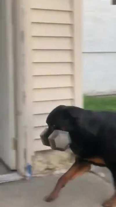 This dog always carries around a 30 pound weight in it’s mouth just like Zoro’s Training.