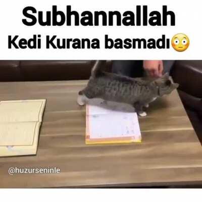 Türkiş 🇹🇳 halal cat 😳رجب طيب أردوغان