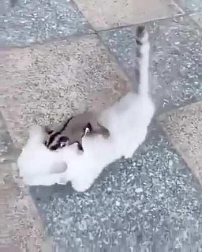 The cat looked at him wrong