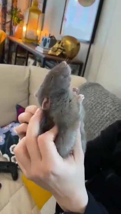 Even units need some scritches. 