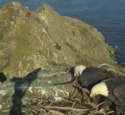 🔥 This eagle couple having a disagreement on how to organize nest