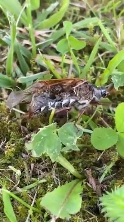 Thanks, I hate zombie bug