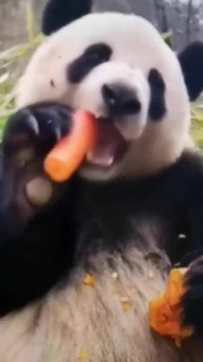 Panda eating a carrot 🥕