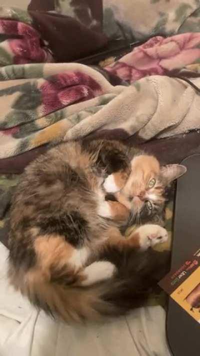 My Chief mouser. Don't let her looks deceive you. She brutally murdered every single mouse in my mouse infested house. I love her.❤️