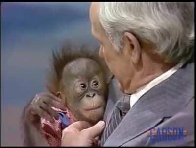 Johnny Carson shares a moment with baby orangutan