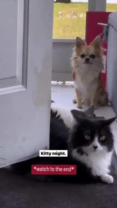 Well we know for sure that cats are the gangsta 😼