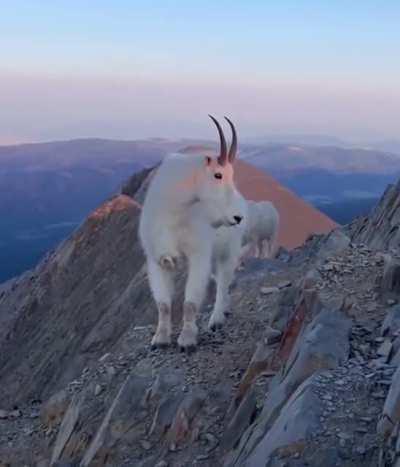 This Mountain Goats