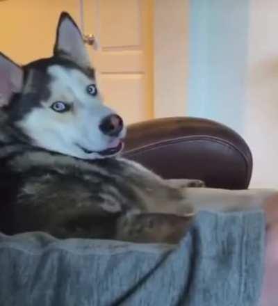 C’mon hooman don’t stopped