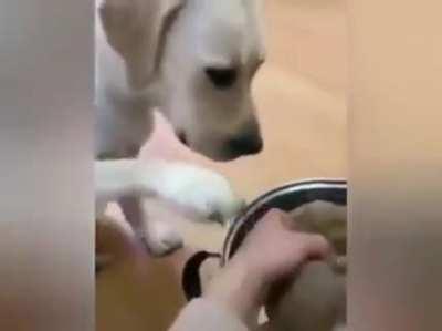 dOggO sAcRiFiCeS iTseLf tO sAve yOunGLiNg