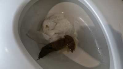 CnG clog the toilet together. [f] OC