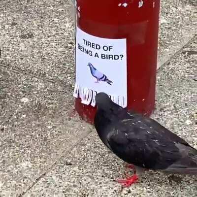 The drones are rebelling !!!