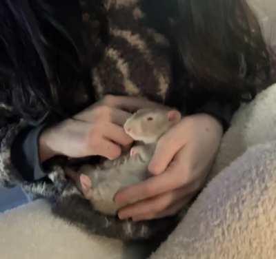 Everyone, meet Mango. He’s thinks he’s the baby, and we agree.