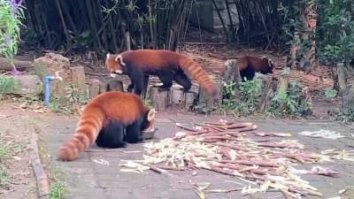 Red pandas in Chengdu Research Base of Giant Panda Breeding