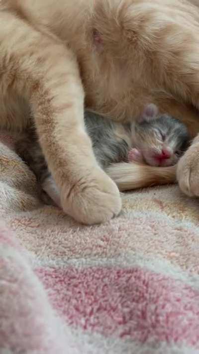 Mega yawn, mini kitten