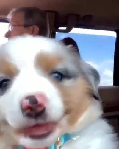 Happy Pupper On A Road Trip