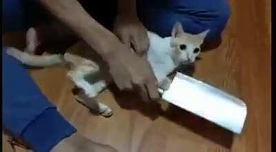 How to cut a kitt's nails