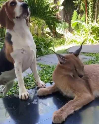 Everyone likes Floppas. Even the dogs!