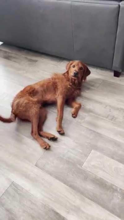 My dog has forgotten how to roll over