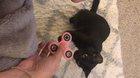 My cat discovering a fidget spinner.