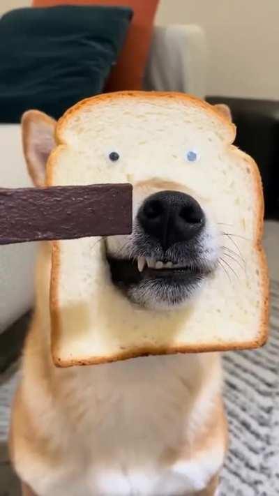 Who’s a good booo..read?