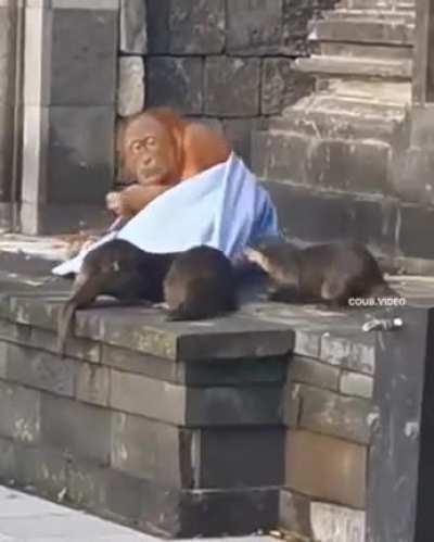 Sea Otters being assholes to our Monke brethren