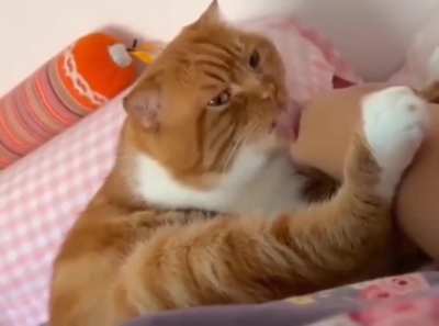 When he realized that he licked wrong foot...