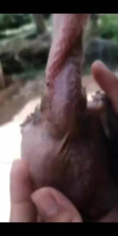 Милота с подвохом