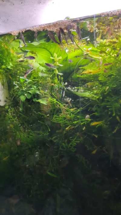 Tried some brine shrimp cubes today