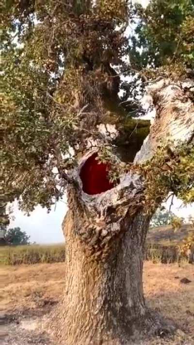 Evergreen's Inferno: Sacrifice ny item you want to receive an equivalent or better item in return