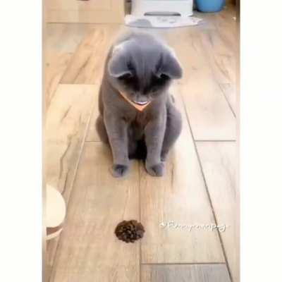 When you COCKY cocky