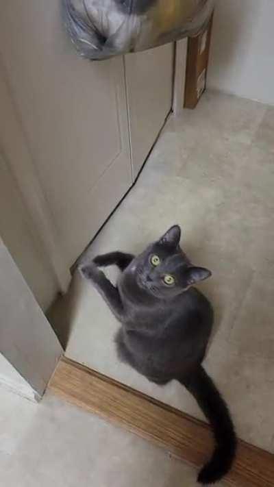 She likes Bonito flakes that we keep in the pantry... This is a daily/hourly occurrence.