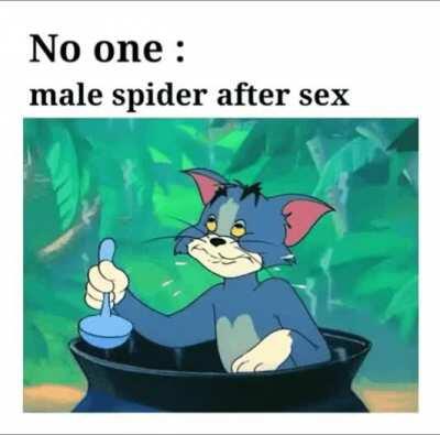 Female spider : now the fun begins * start eating her partner alive*