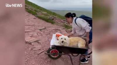 This is the moment a man pushed his dying pet dog up Pen y Fan in a wheelbarrow for 'one last adventure together' just days before he died