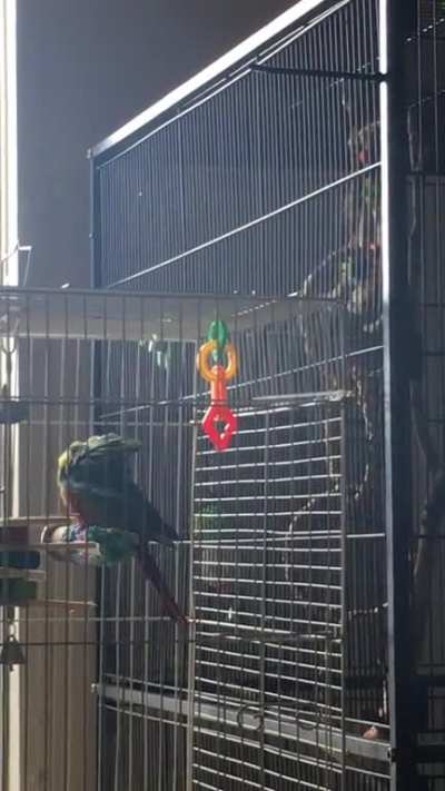 Pretty little Lucy preens