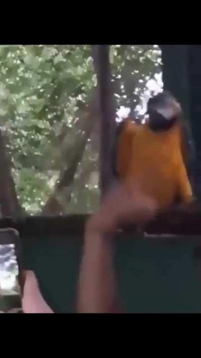 Bird audio visualizer