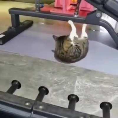 cat gains rule