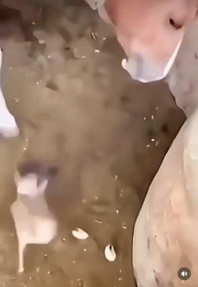 A horse and a chicke… HolUp!