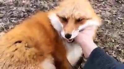 Big foxes love scritches too!
