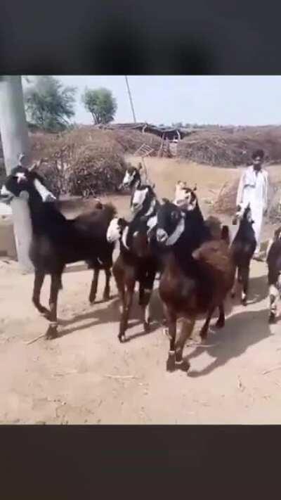 Yo y mis panas veganos 🚀🦿🦾