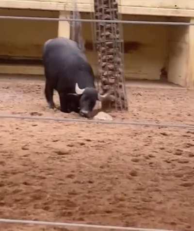 Buffalo saving a turtle by flipping it over and looking hella proud of himself after