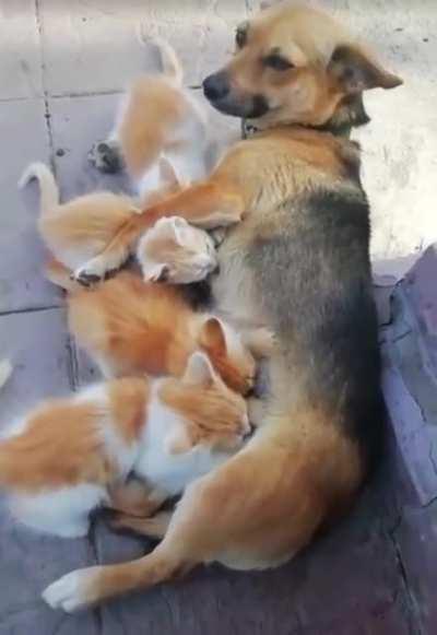 Чужих детей не бывает