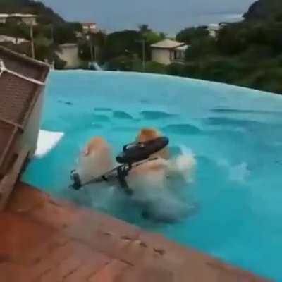 Pool zoomies