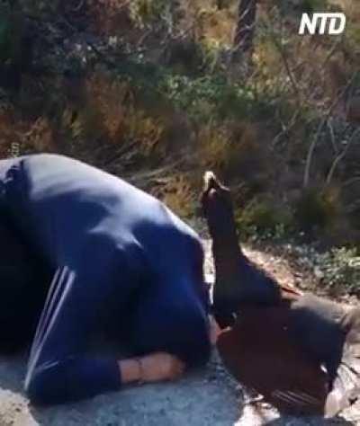 Imagine being spanked by a wild bird